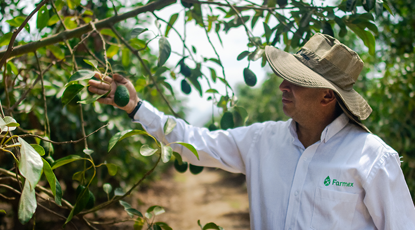 El Cultivo del Palto: Clave en el Crecimiento Económico del Perú