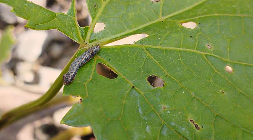 Ampliación de uso: Coragen para Combatir el Gusano Defoliador en Vid