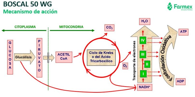 Cuadro 3 - 2 Nuevas Herramientas para el Control de Botrytis y Oidiosis