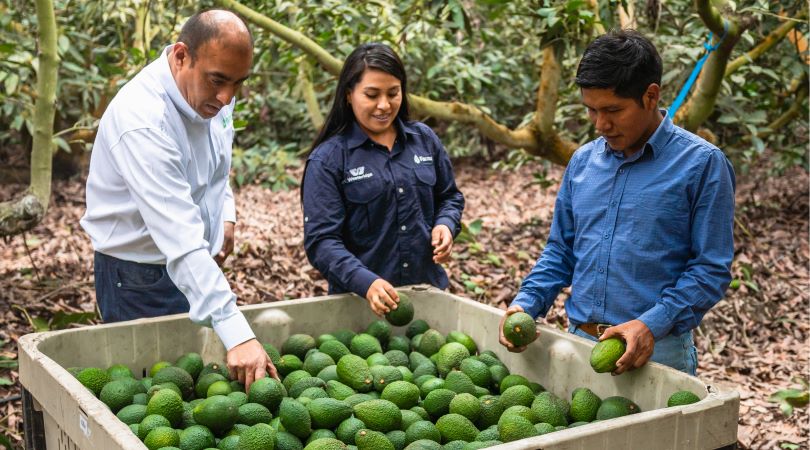 Claves para potenciar la producción de paltas y arándanos