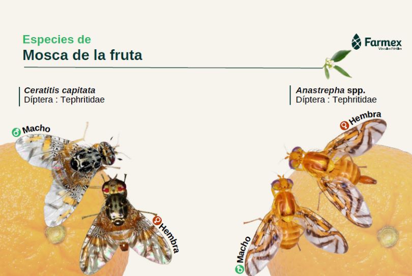 Recomendaciones Efectivas para el Control de la Mosca de la Fruta en Perú