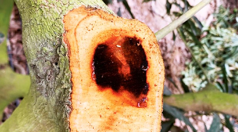 4 Medidas de Control y Manejo del Hongo de la Madera en Palto