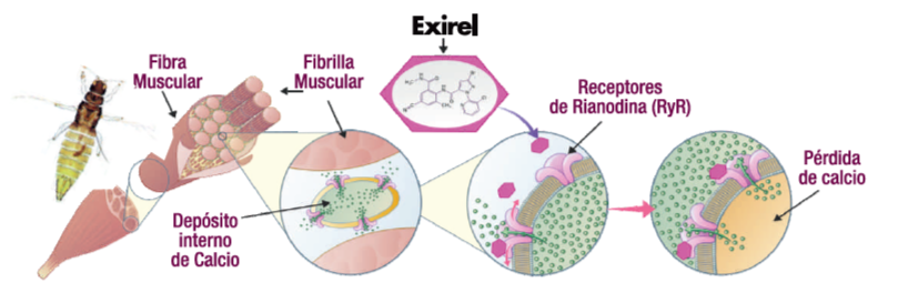 Método de acción de Exirel