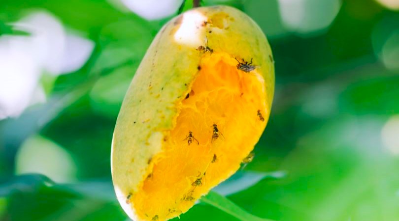 El riesgo de plagas por la sobreproducción de mango