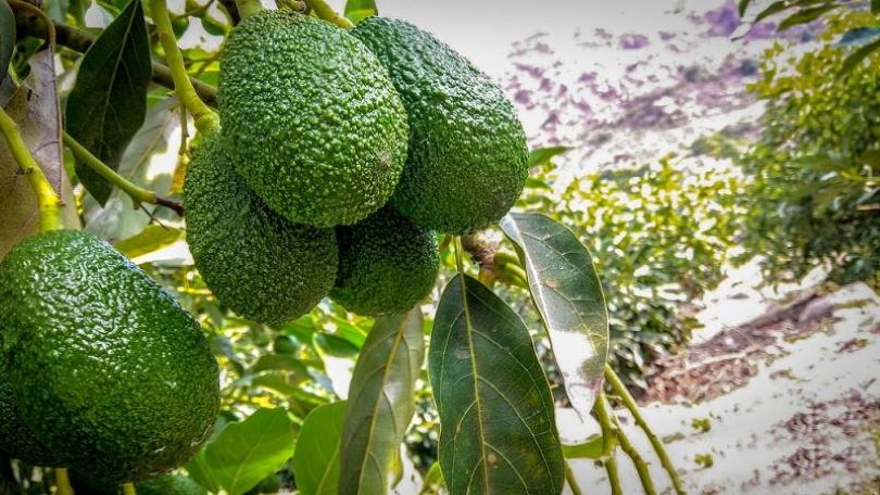 Estrategias para el Manejo Sanitario del Palto en el Perú