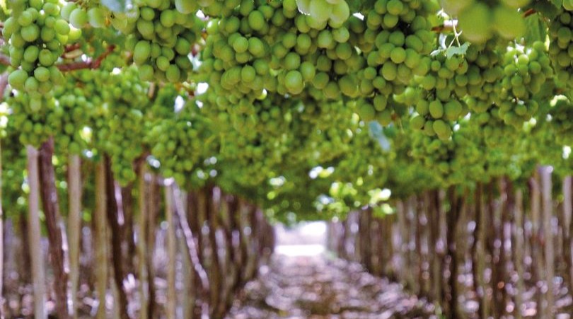 ¿Cómo impactan las lluvias en Ica en la producción de la uva de mesa?