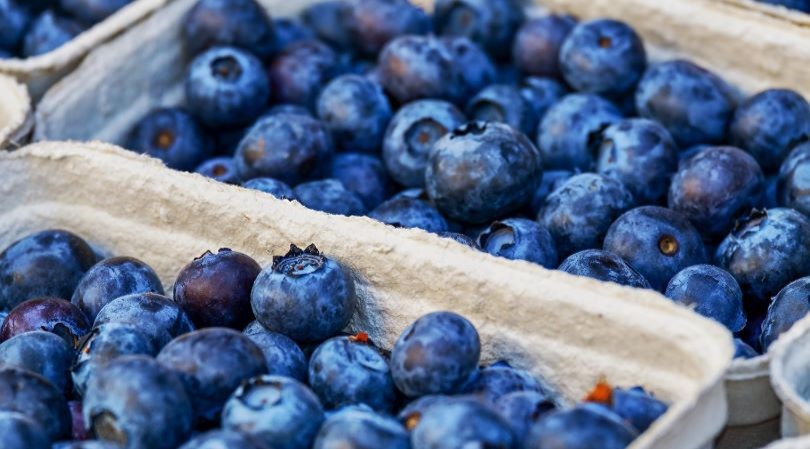 Los bioestimulantes en el cultivo de arándano como clave para superar el estrés abiótico